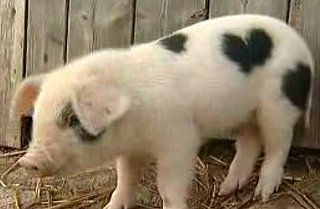 Meet Valentine: The Piglet With a Heart-Shaped Birthmark